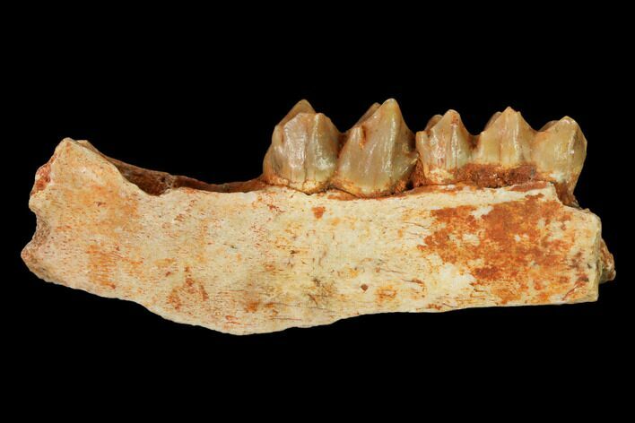 Eocene Ruminant (Lophiomeryx?) Jaw Section - France #155953